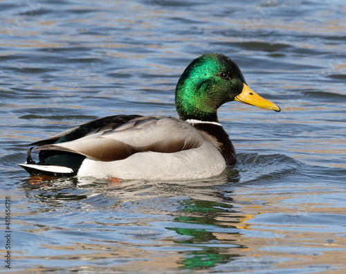 mallard duck on the water