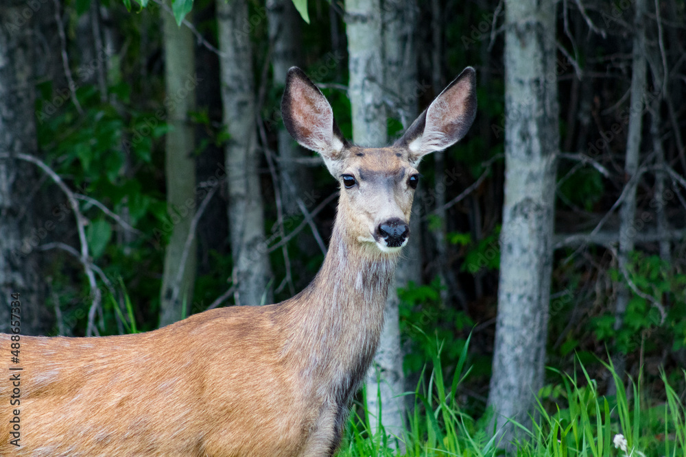 Young female deer standing in front of deep green rich forest background with birch aspen trees Young female deer standing in front of deep green rich forest background with birch aspen trees