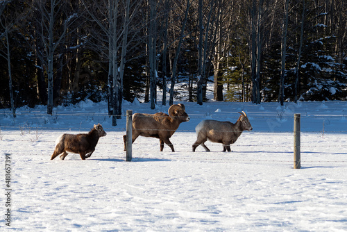 Family of rocky mountain bighorn sheep walk in winter snow along fence line in front of trees. Mother, father, baby photo