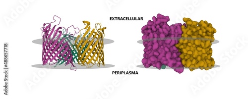 Structure of outer membrane protein PorB from Neisseria meningitidis with a putative membrane shown. 3D cartoon and Gaussian surface models, chain entity color scheme, PDB 3vzt, white background. photo