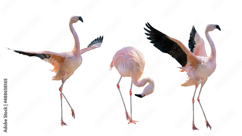 Obraz premium pink three flamingo group on white