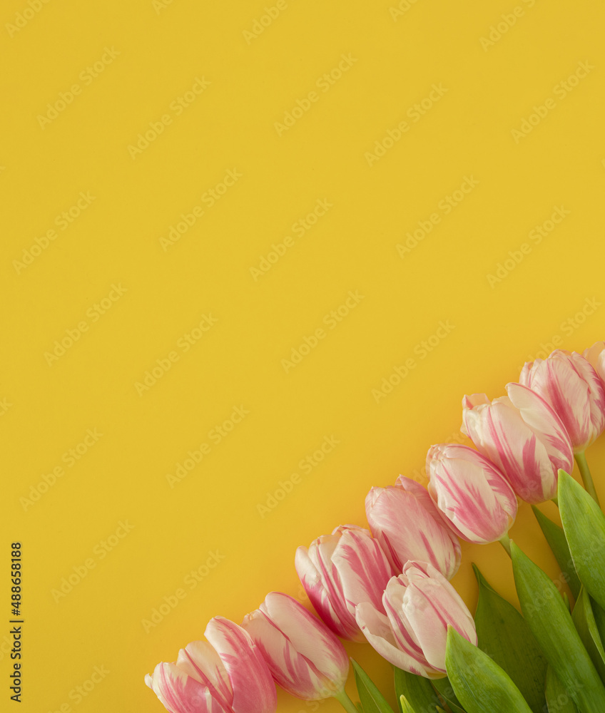 fresh easter pink jungle gardening tulips flat lay on the desk against yellow background with copyspace. spring minimalism
