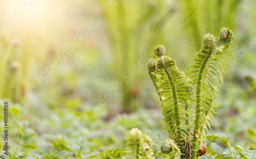 green spring fern bush in sunny forest