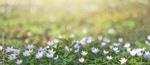 large group of anemone white flowers on light background