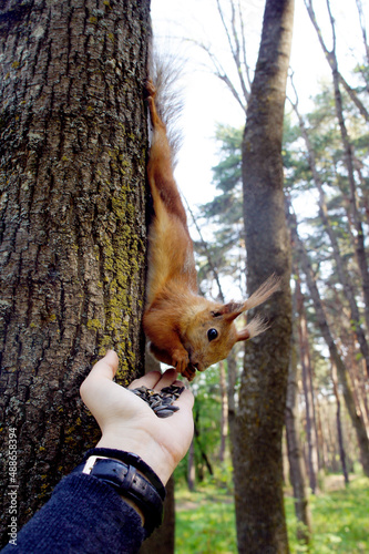 The forest squirrel has woken up from hibernation and is eating from my hand
