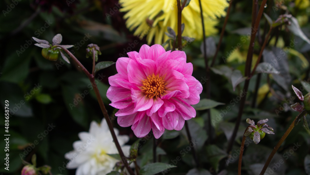 Fototapeta premium pink and yellow flowers