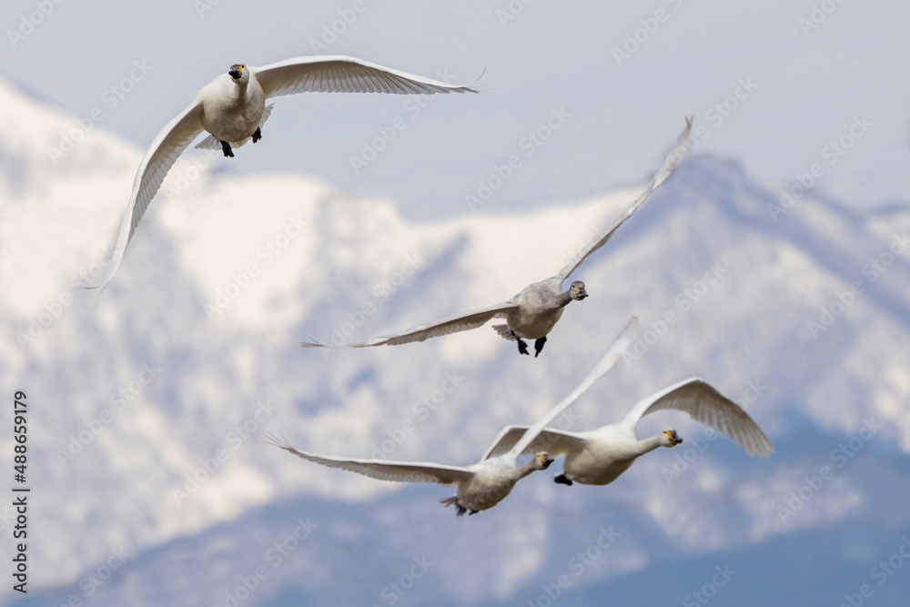 Obraz premium 山並みを背景に飛翔する白鳥