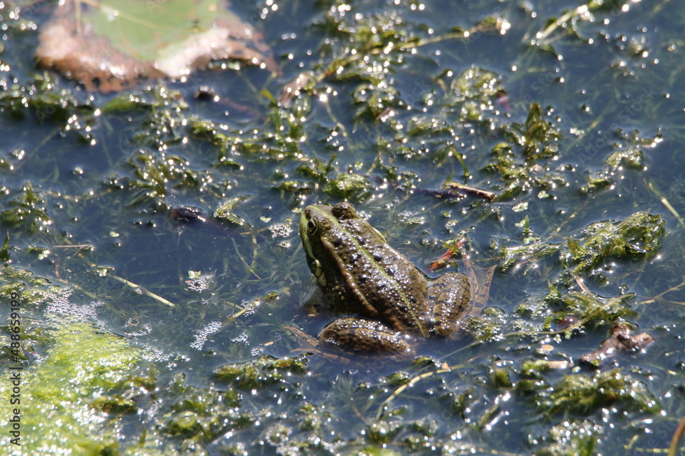 Grenouille au soleil sur Nénuphar Grenouille au soleil sur Nénuphar