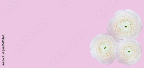 three soft pink flowers on a pink background banner