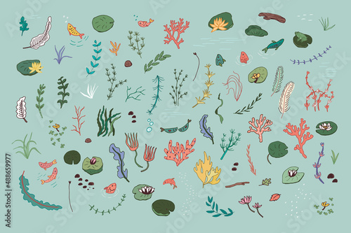 Water plants vector illustrations set
