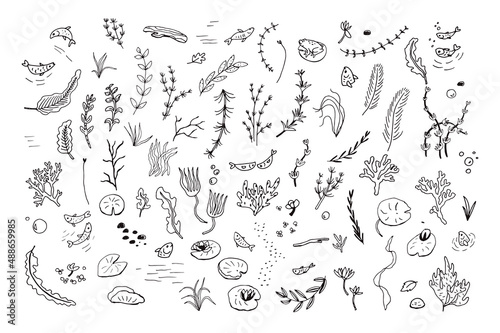 Water plants vector illustrations set © GooseFrol