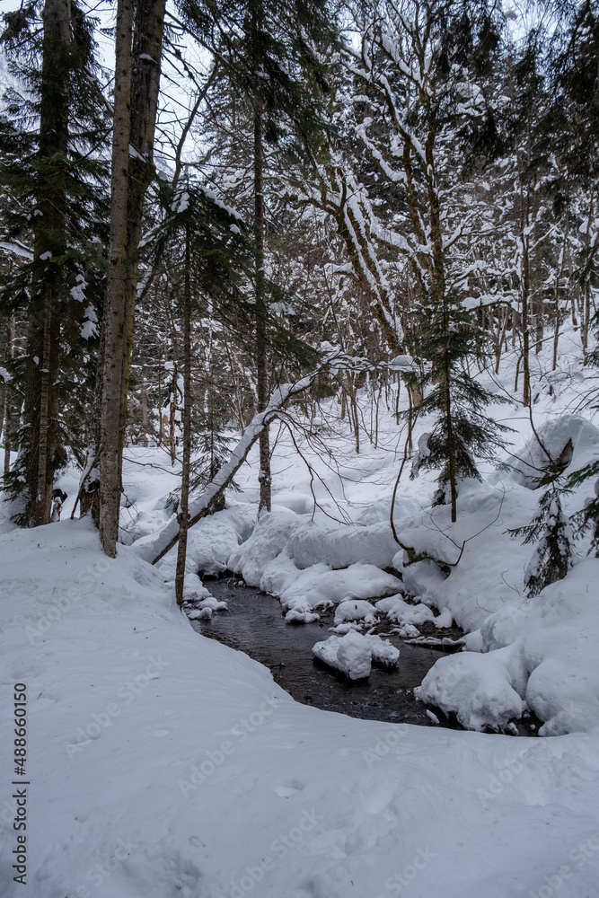 Mountain river among snow-covered trees.