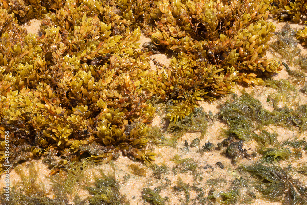 close up of green and brown coral marine texture on a sunny day close up of green and brown coral marine texture on a sunny day