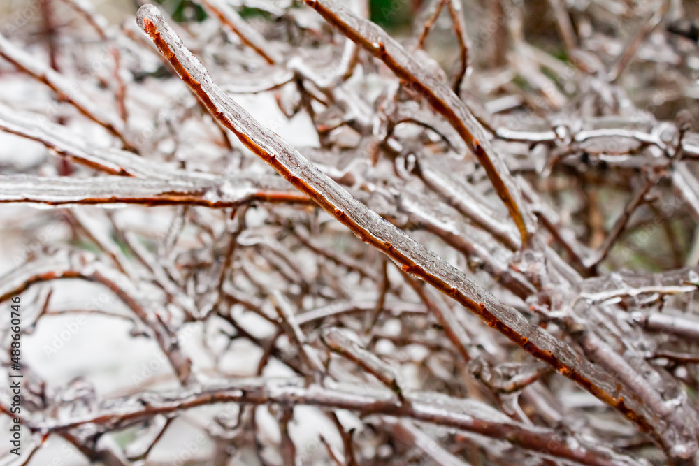 Close up photo of frozen tree branches covered in ice texture.