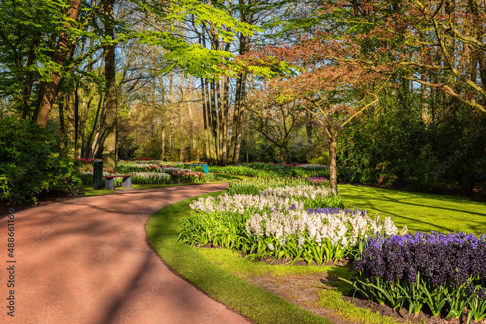 Obraz premium Keukenhof royal garden in spring, scenic view of sunny park alley with different flowers and bright green grass and trees, beautiful landscape, outdoor travel and botanical background, Netherlands