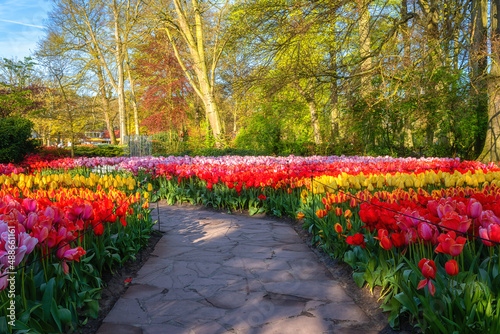 Amazing flowering Keukenhof royal garden in spring with plenty of colorful tulip flowers, green grass and blossoming trees, bright sunny landscape, outdoor travel and botanical background, Netherlands