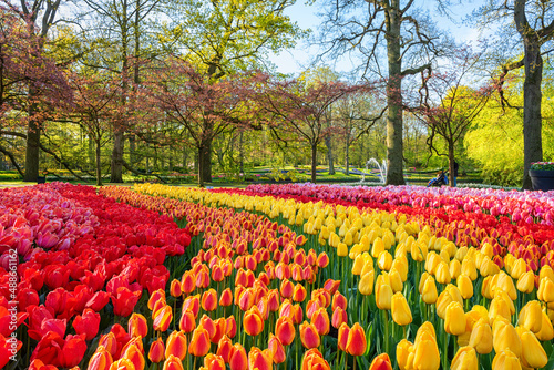 Amazing flowering Keukenhof royal garden in spring with plenty of colorful tulip flowers, green grass and blossoming trees, bright sunny landscape, outdoor travel and botanical background, Netherlands