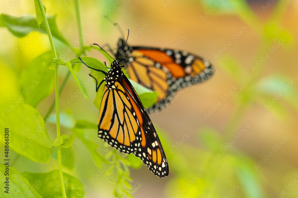 Obraz premium Two Monarch Butterflies In The Garden