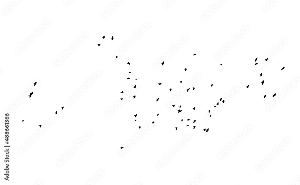 A flock of flying birds. Free birds. Vector illustration A flock of flying birds. Free birds. Vector illustration