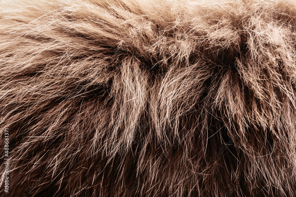 Fototapeta premium Backdrop close-up photo texture of brown colored animal fur material.