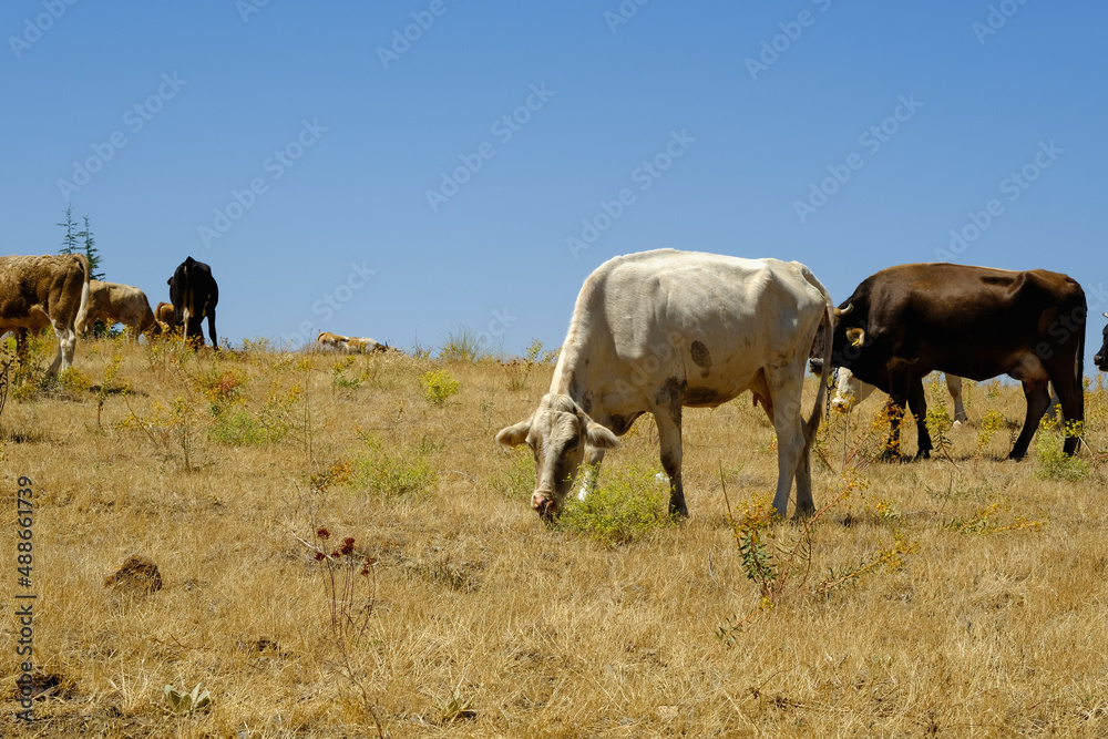 Cows grazing in the natural environment , dry grass.