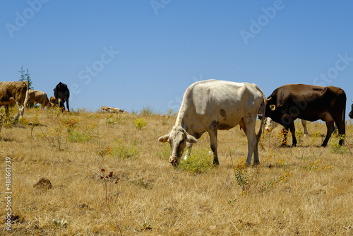 Fototapeta Naklejka Na Ścianę i Meble -  Cows grazing in the natural environment , dry grass.