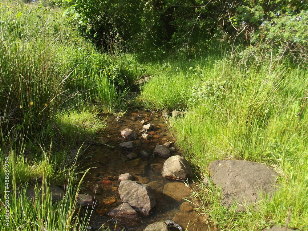 Little stream in funny forest Little stream in funny forest