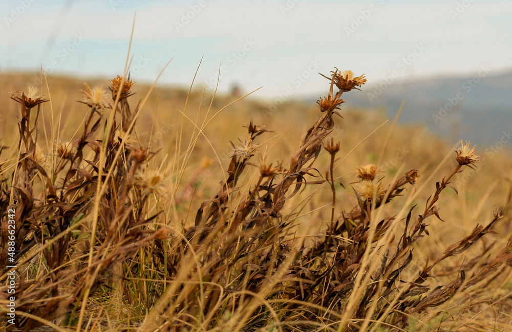 Obraz premium Dry flowers in autumn field