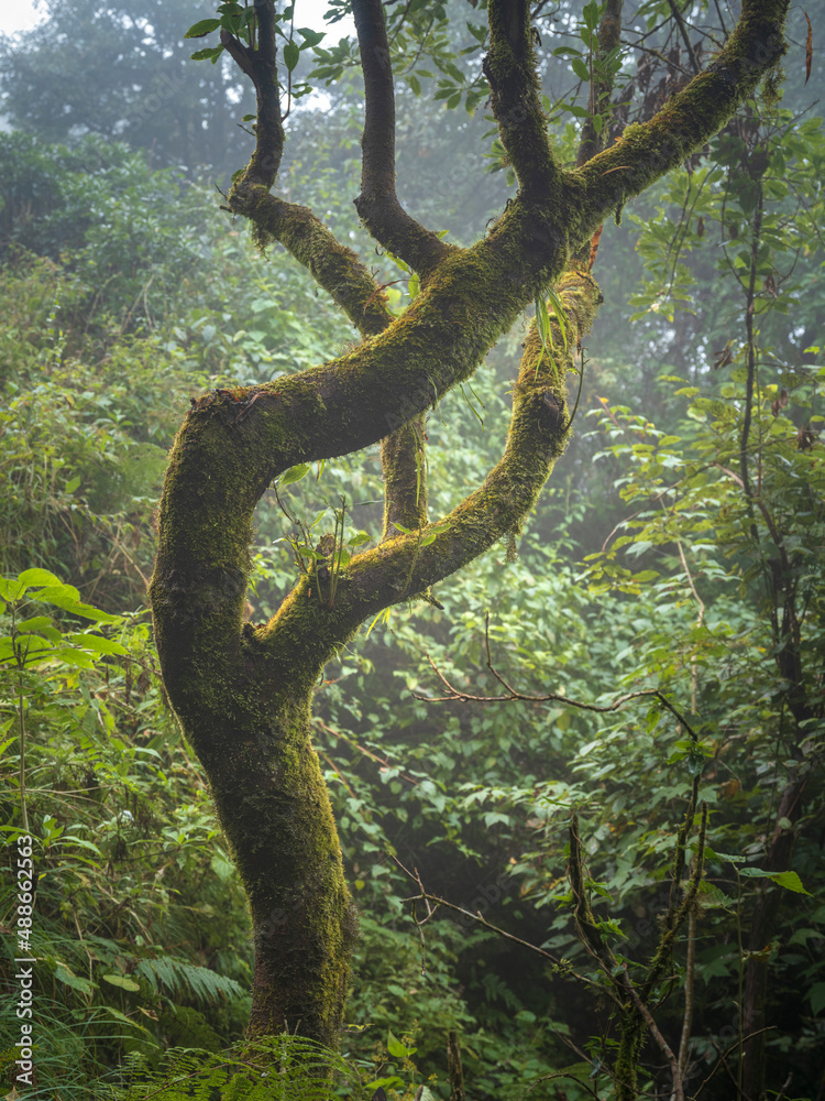 Alone moss tree in tropical forest in Nepal Alone moss tree in tropical forest in Nepal