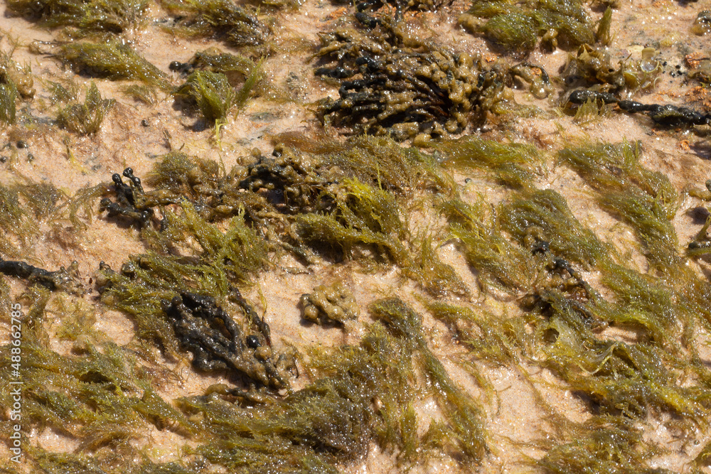 close up of green coral marine texture on a sunny day close up of green coral marine texture on a sunny day