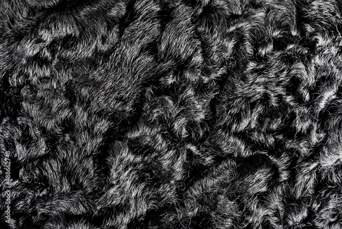 Принти на полотні Backdrop close-up photo texture of black colored astrakhan fur material