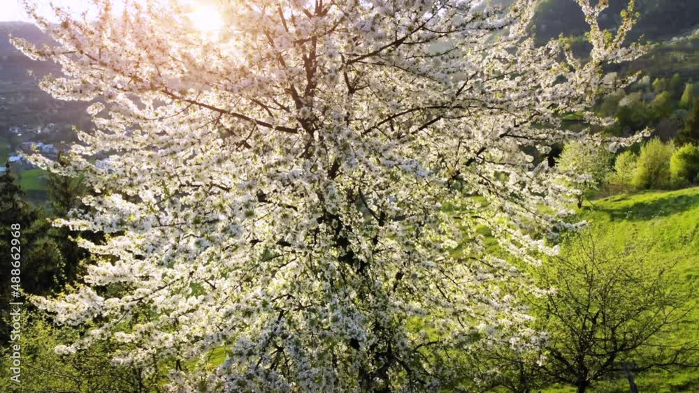 Spring has come, flying over a tree in bloom with beautiful natural landscape in the backround, blossoming flowers Spring has come, flying over a tree in bloom with beautiful natural landscape in the backround, blossoming flowers