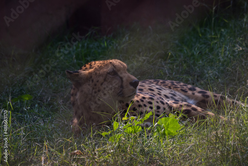cheetah in the grass