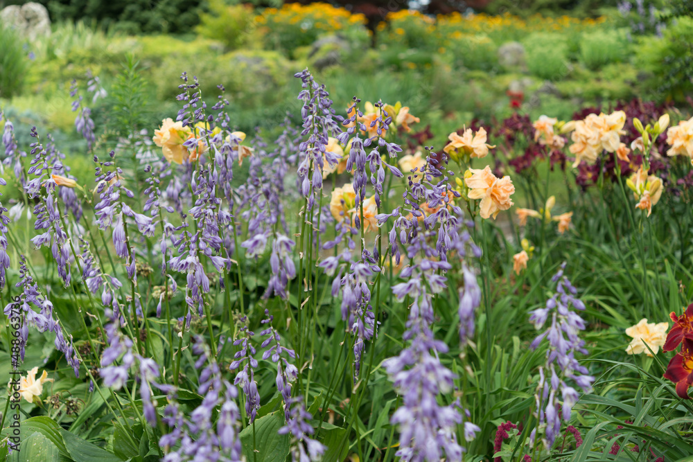 Fototapeta premium violet hosta blossoms and day lilies in a hillside garden