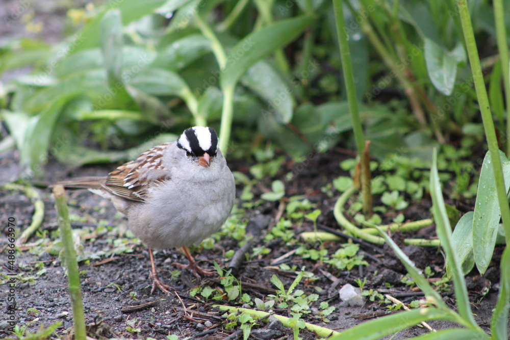 Bird Close-Up