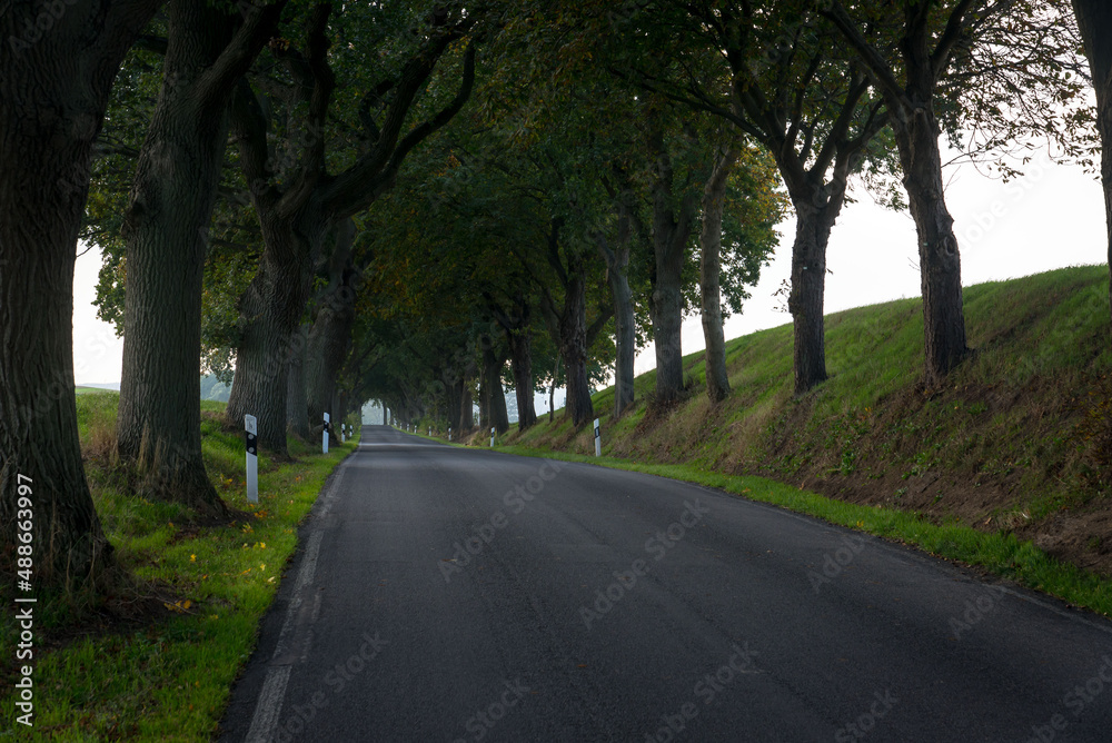 Fototapeta premium Alte deutsche Landstraße mit Eichen als Allee