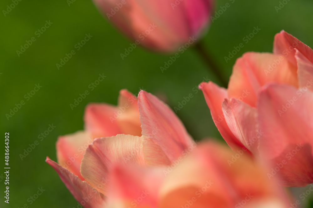 red tulip closeup 