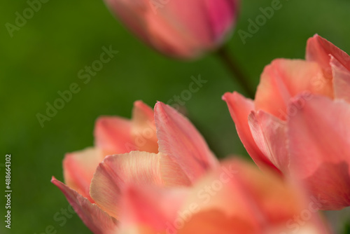red tulip closeup 