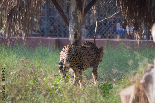 cheetah in the zoo