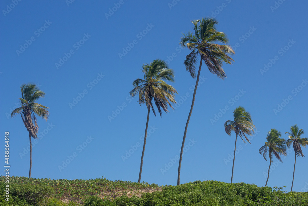beautiful landscape with coconut trees on a blue sky and sunny day
