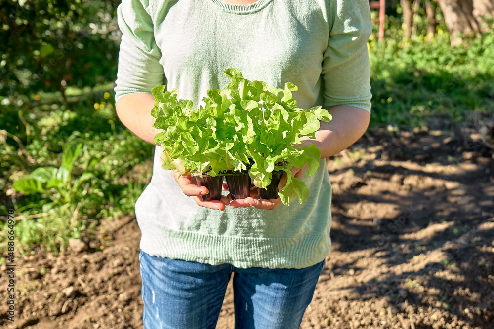 Fototapeta premium Woman gardener holding seedling pots with young lettuce seedlings. Horticulture sostenible. Gardening Hobby. Healthy organic food concept.