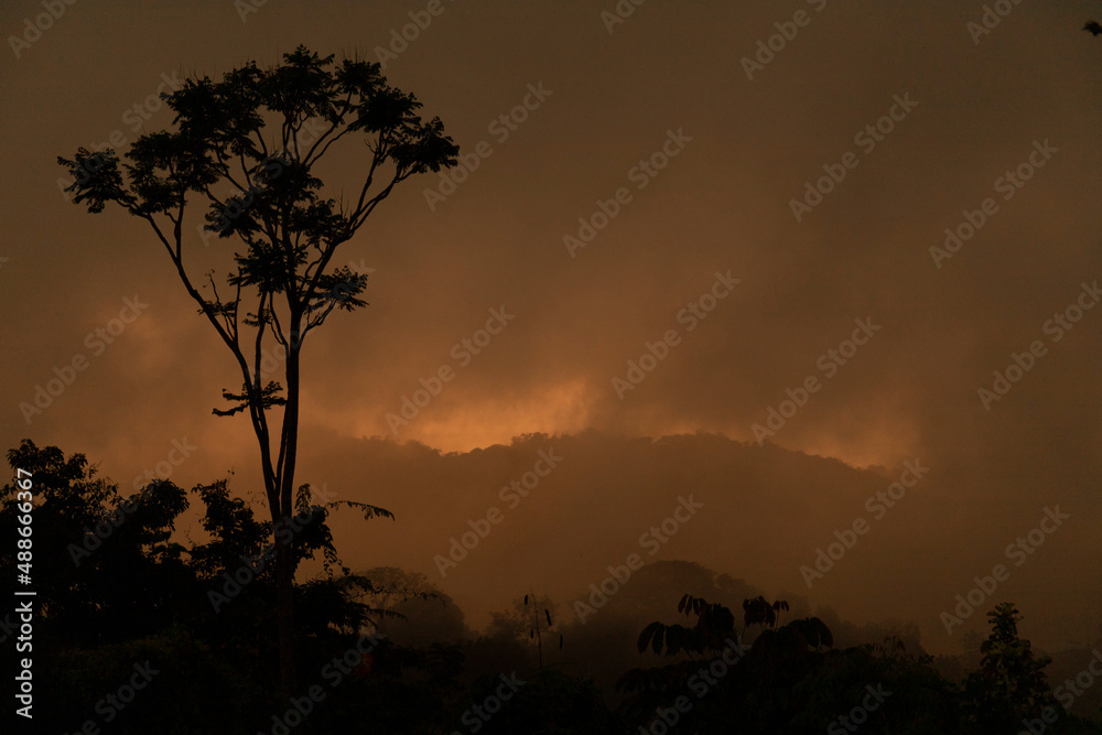 Sillouette of a tree Sunset Sunrise in the fog Costa Rica Copy Space