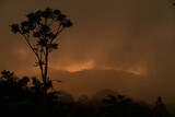 Sillouette of a tree Sunset Sunrise in the fog Costa Rica Copy Space