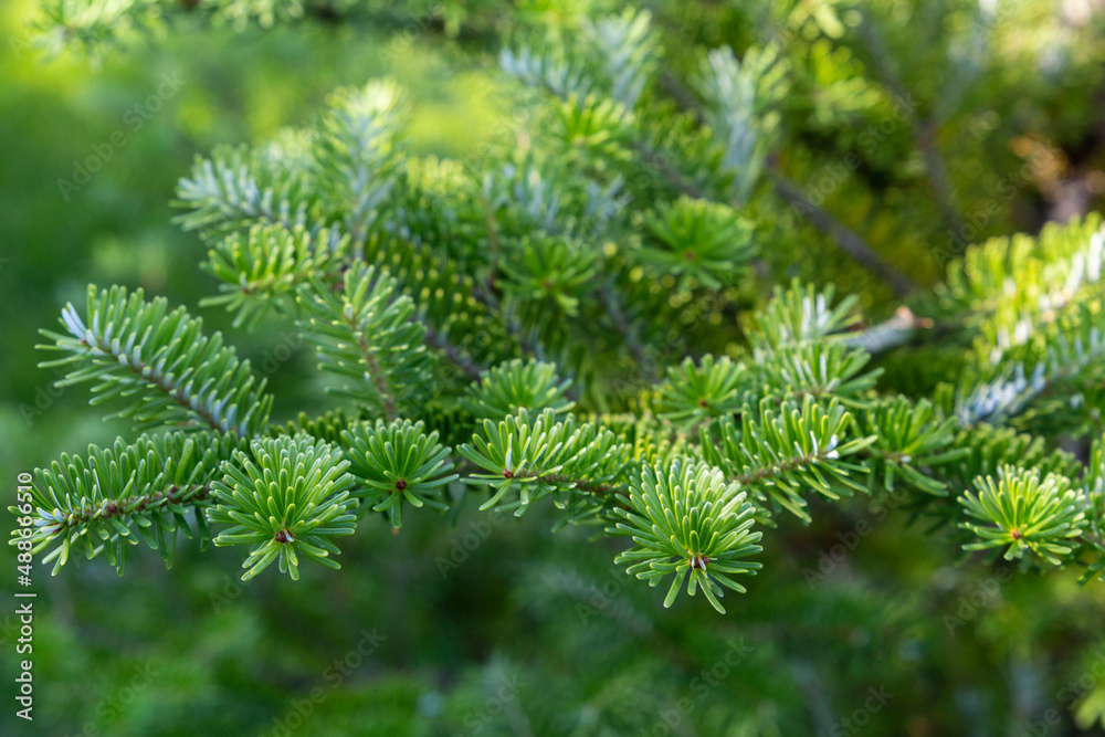 Fresh evergreen branch of a coniferous tree with sunlight as green summer background. Decorative tree in the garden
