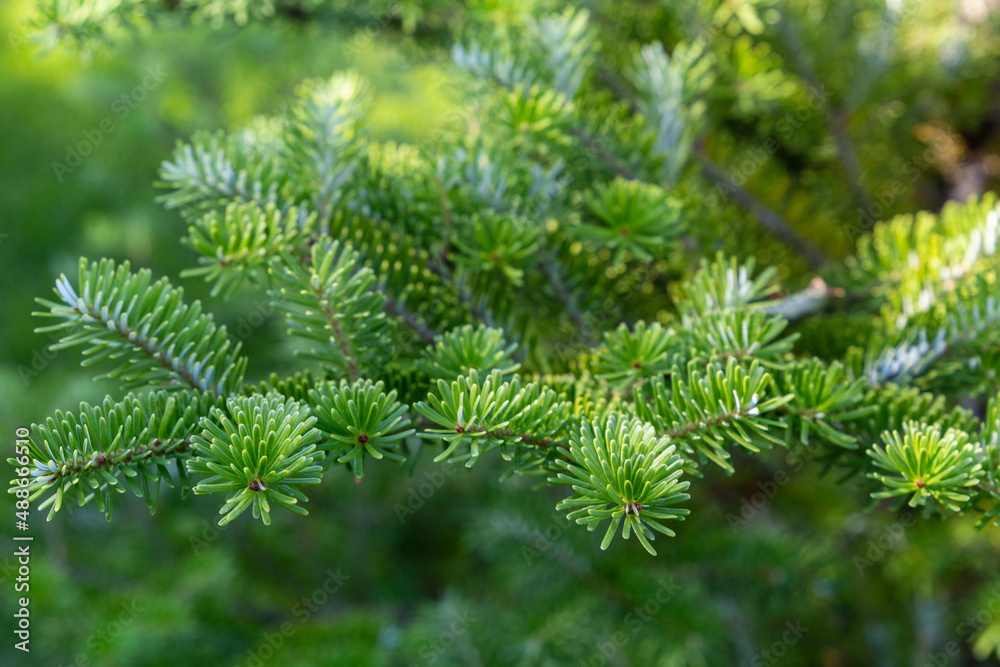 Fresh evergreen branch of a coniferous tree with sunlight as green summer background. Decorative tree in the garden Fresh evergreen branch of a coniferous tree with sunlight as green summer background. Decorative tree in the garden