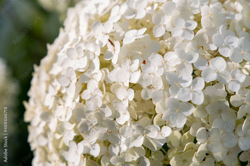 White huge hortensia flower bush. Natural floral backdrop White huge hortensia flower bush. Natural floral backdrop