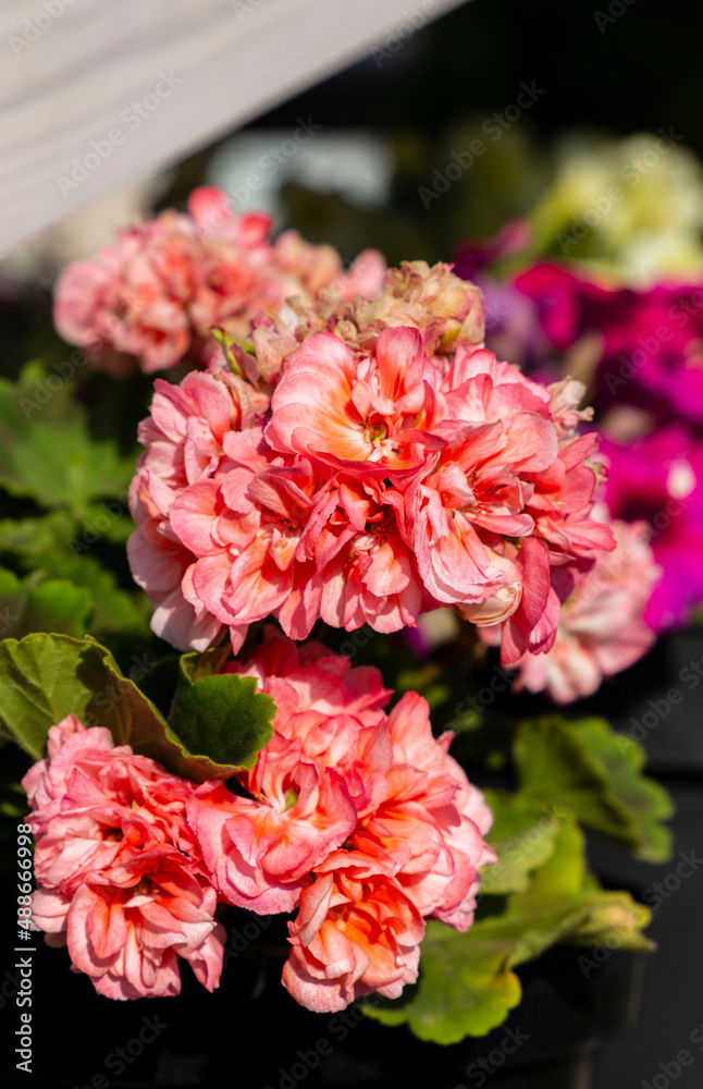 Closeup of selective rosebud gentle pink pelargonium large flower inflorescences. Potted plants cultivation in the open air Closeup of selective rosebud gentle pink pelargonium large flower inflorescences. Potted plants cultivation in the open air