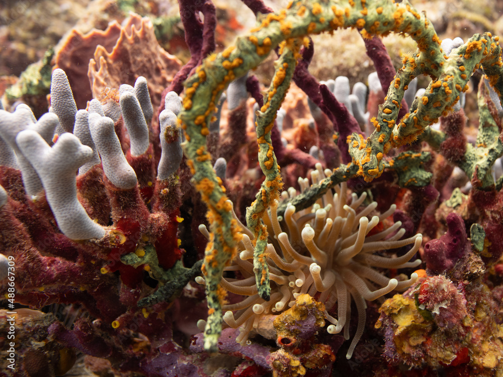 Anemone hiding in the coral
