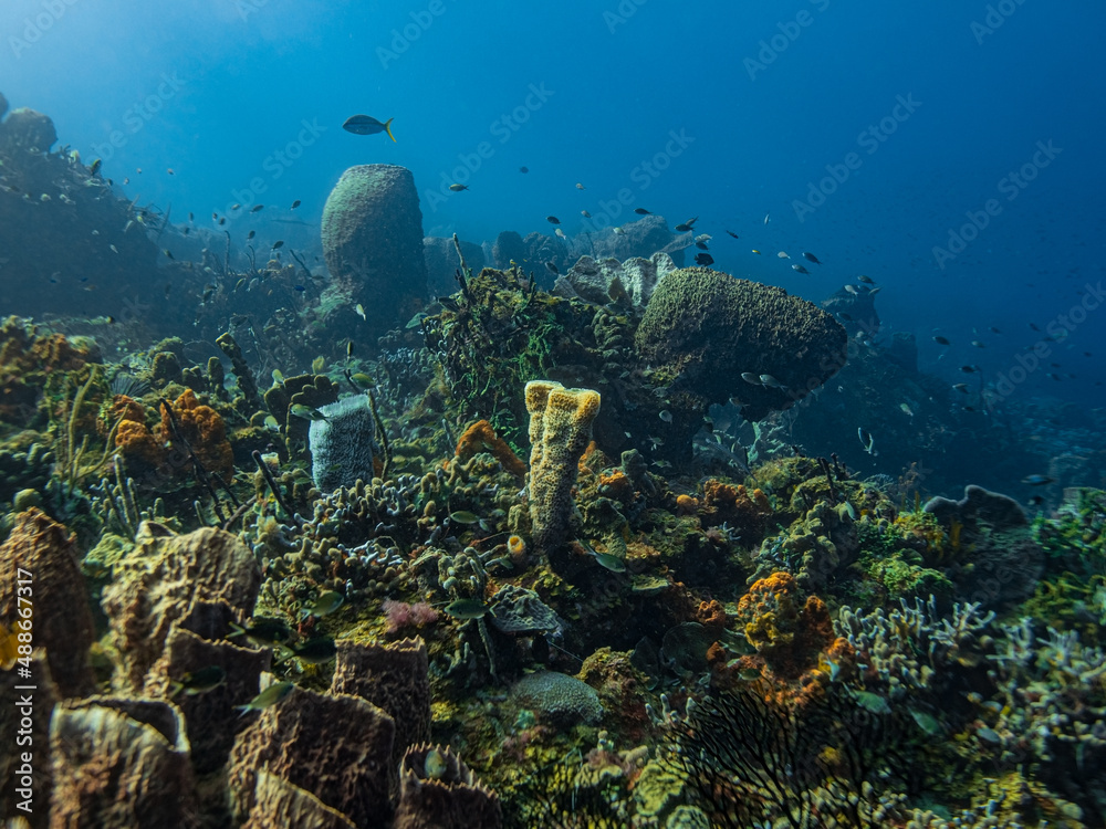 Life on a Healthy Coral Reef in St Lucia