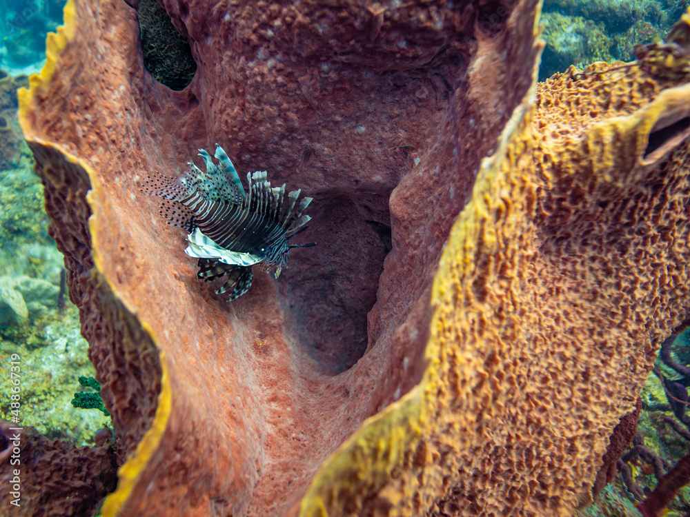 Lionfish in a Barrel Sponge in St Lucia